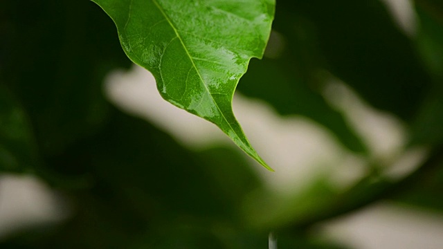 雨滴从树叶上落下的特写视频素材