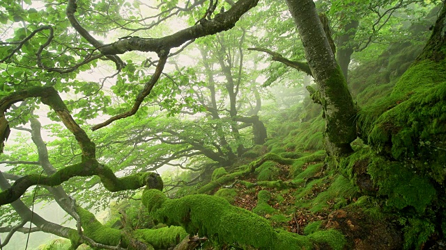 在一个雾蒙蒙的早晨在山顶上的森林，霍夫比伯，米尔斯堡山，罗恩山山脉，黑塞，德国视频素材