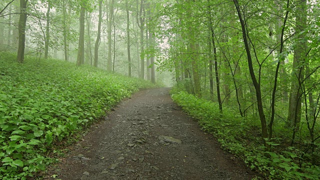 在雾蒙蒙的早晨，通往山顶的道路，霍夫比伯，米尔斯堡山，罗恩山山脉，黑塞，德国视频素材