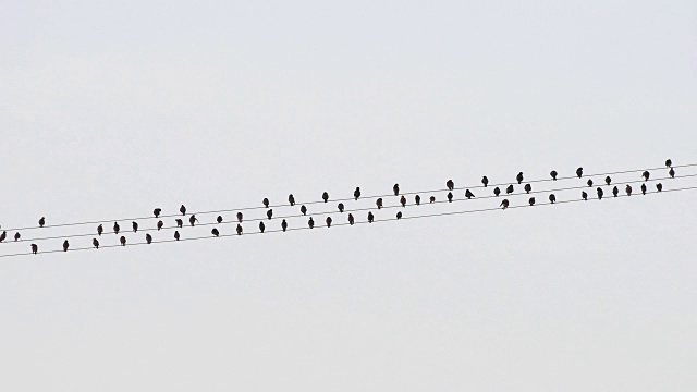 椋鸟，普通Sturnus vulgaris，坐在电线上视频素材