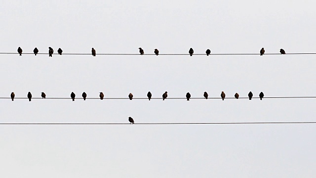 椋鸟，普通Sturnus vulgaris，坐在电线上视频素材