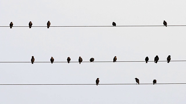 椋鸟，普通Sturnus vulgaris，坐在电线上视频素材