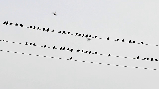 椋鸟，普通Sturnus vulgaris，坐在电线上视频素材