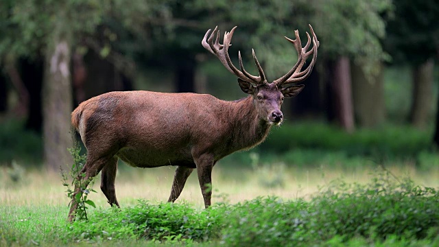 马鹿，Cervus elaphus，雄性，欧洲视频素材