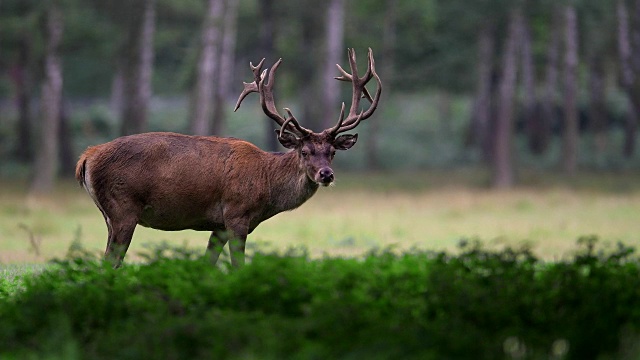 马鹿，Cervus elaphus，雄性，欧洲视频素材