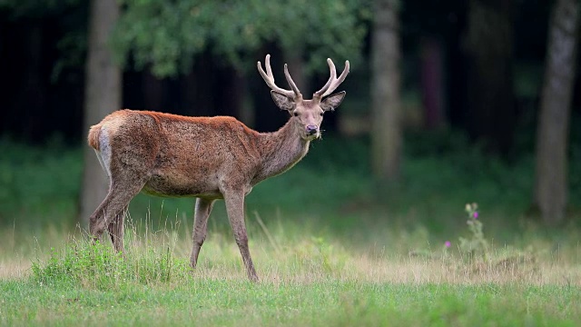 马鹿，Cervus elaphus，雄性，欧洲视频素材