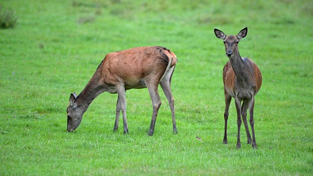 马鹿，Cervus elaphus，母，欧洲视频素材