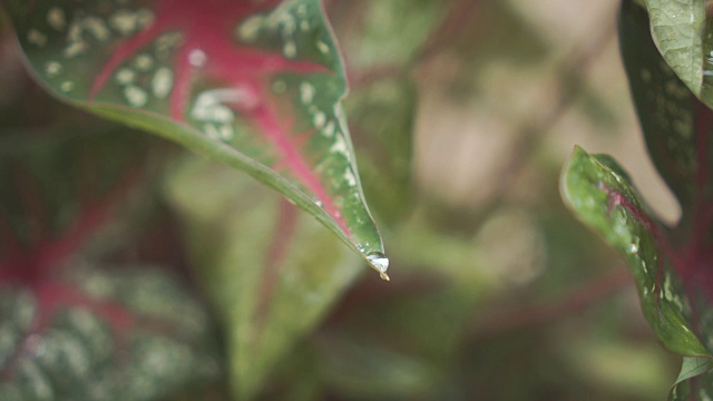 水滴在绿叶上。视频素材