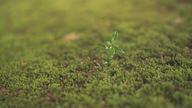 绿色的幼苗在雨后的苔藓地上生长。视频素材