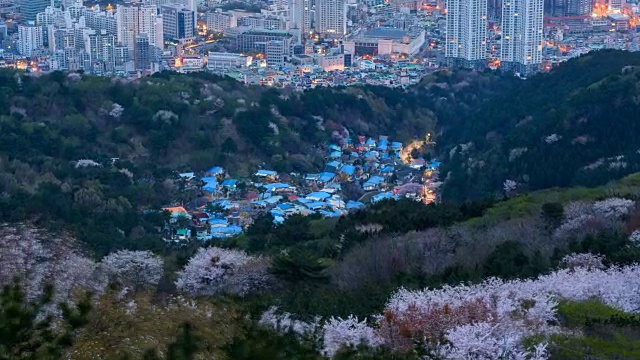 Mulmangol(一个偏远的山村)，樱花盛开，与市中心形成鲜明对比视频素材