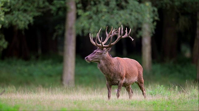 马鹿，Cervus elaphus，雄性，欧洲视频素材