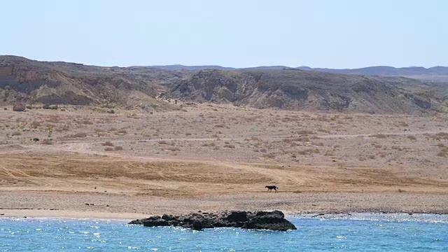 夏天，大海，美丽的海景。山和海。岸上有一只大黑狗。沙漠和海洋的结合视频素材