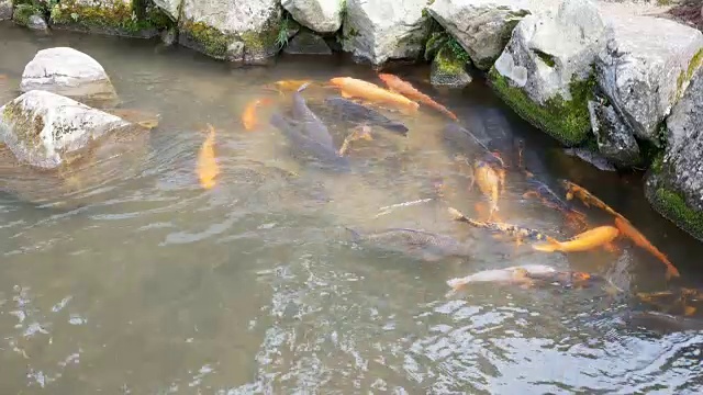 日本锦鲤池中的锦鲤视频素材