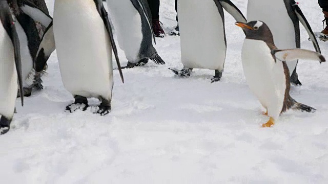 雪行走企鹅视频素材