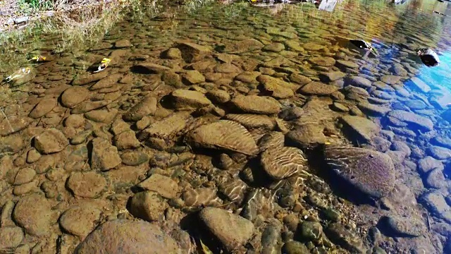 在阳光明媚的秋日，山涧河水缓缓流淌。透过清水观赏石头。视频素材