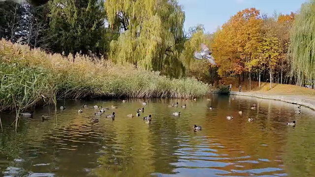 秋天的城市公园。秋天的公园视频素材