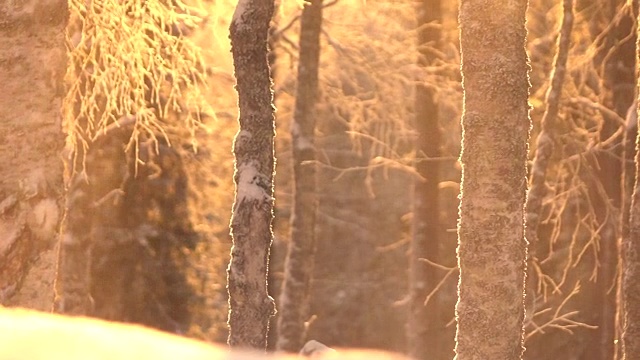 慢镜头:阳光明媚的早晨，晶莹的雪花从白雪覆盖的树梢上飘落视频素材