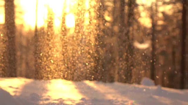 日出时，闪闪发光的雪花落在积雪的森林空地上视频素材