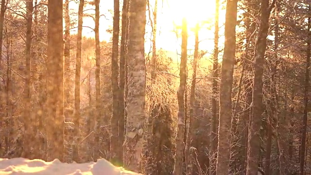 慢镜头:日落时分，山上森林里结霜的树木上飘浮着雪花视频素材