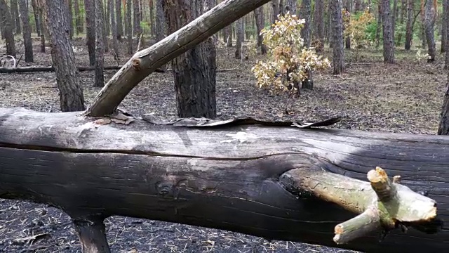 火灾后的松林，枯树倒下的原木，烧焦的地面，烧焦的树木视频素材