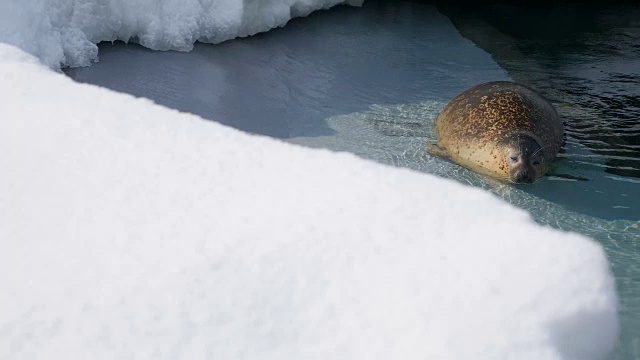 雪水里的海獭视频素材