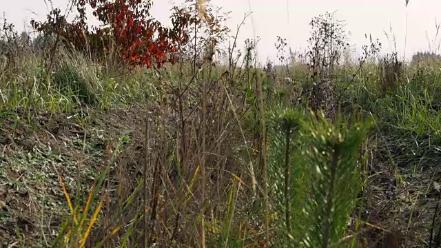 幼苗种植松树。视频素材