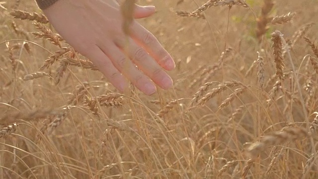 农夫的手在金黄的麦田里轻轻抚摸着麦穗的慢动作视频下载