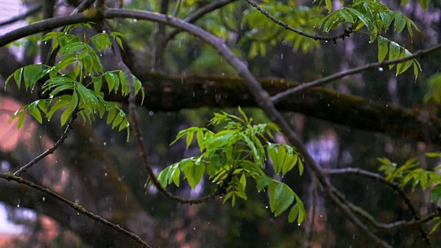 雨中的绿叶电影片段视频素材