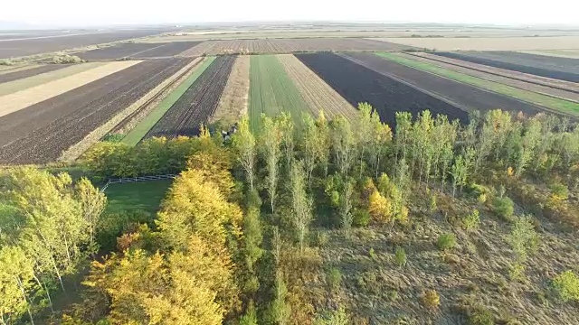 森林和田野的空中全景镜头视频素材