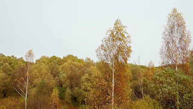 鸟瞰图黄色的秋叶桦树在强烈的风颤背柳树林。树在风中摇摆。五颜六色的树叶的树。成熟的秋天。树在风中摇摆。秋天的森林里，树叶飘落。环境保护森林资源视频素材