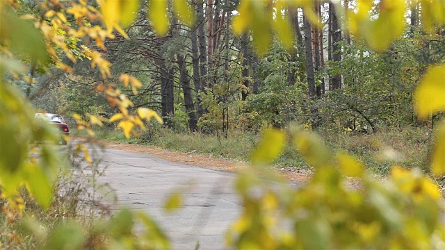 汽车穿过森林道路。视频素材