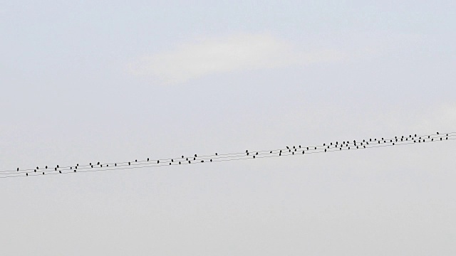 椋鸟，普通Sturnus vulgaris，坐在电线上视频素材