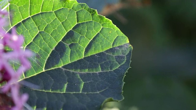 螳螂在羊绒花束的叶子上视频素材