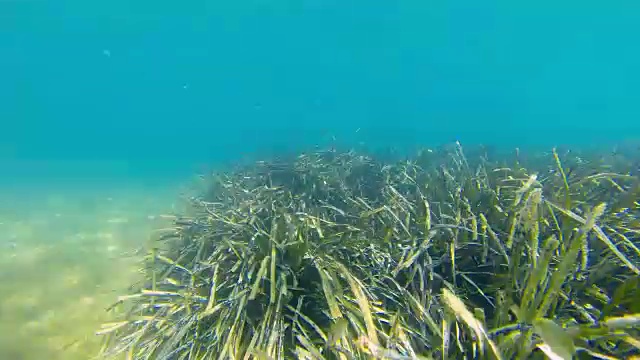 4k鳗草在水流中摇摆。视频素材