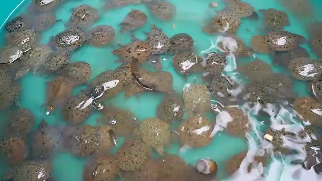 小海龟在塑料箱里视频下载