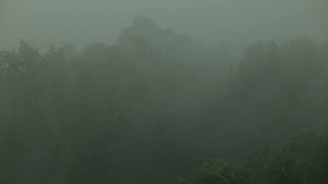 大雨和大风使树木摇晃。飓风。视频素材