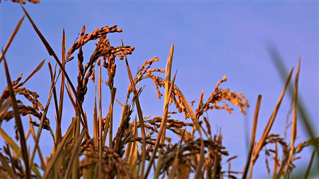 水稻收获，索尼4k拍摄视频素材