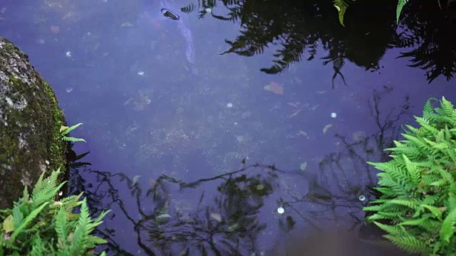 日本花式鲤鱼视频素材