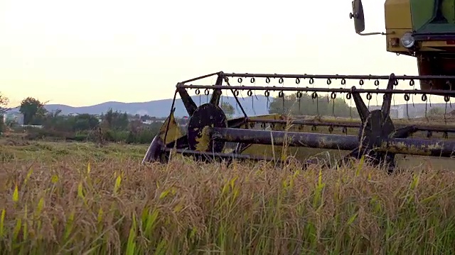 稻麦收获联合剪草机，联合收获秋收的稻麦田。索尼4K稳拍视频素材