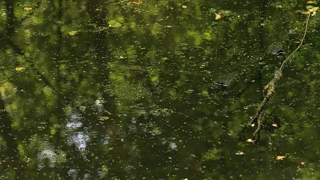 沼泽视频下载