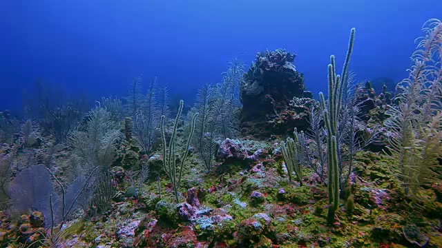 在加勒比海美丽的珊瑚礁上潜水-伯利兹堡礁/龙涎香礁视频素材