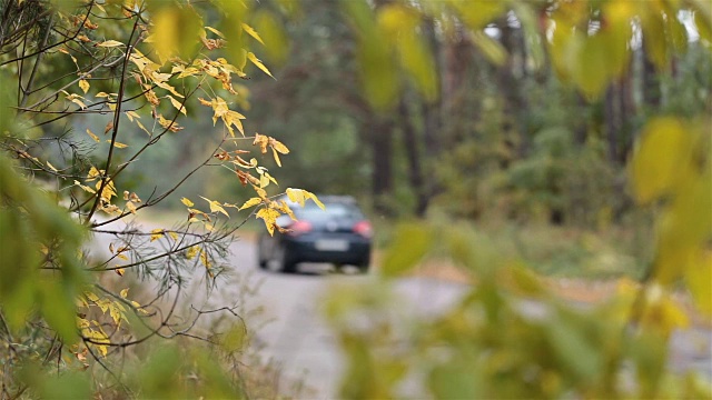 汽车穿过森林道路。视频素材