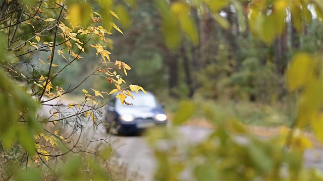 汽车穿过森林道路。视频素材