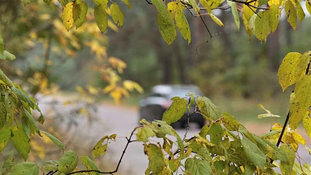 汽车穿过森林道路。视频素材