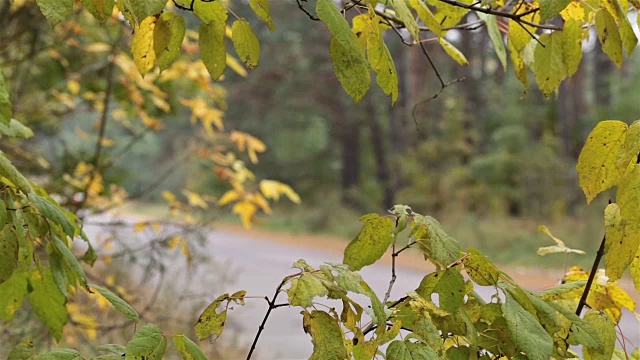 汽车穿过森林道路。视频素材