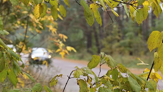 汽车穿过森林道路。视频素材