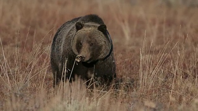 TS 4K拍摄一只跳舞的雄性灰熊(Ursus arctos)在草地上走向摄像机视频素材