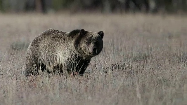 MS 4K拍摄到一头在草地上走向摄像机的灰熊(Ursus arctos)视频素材