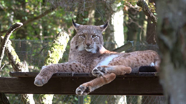 山猫，山猫，坐着，卢契斯，4K视频素材