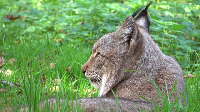 猞猁，猞猁，刷耳朵，品塞洛伦，肖像，头，科普夫，卢契斯，4K视频素材